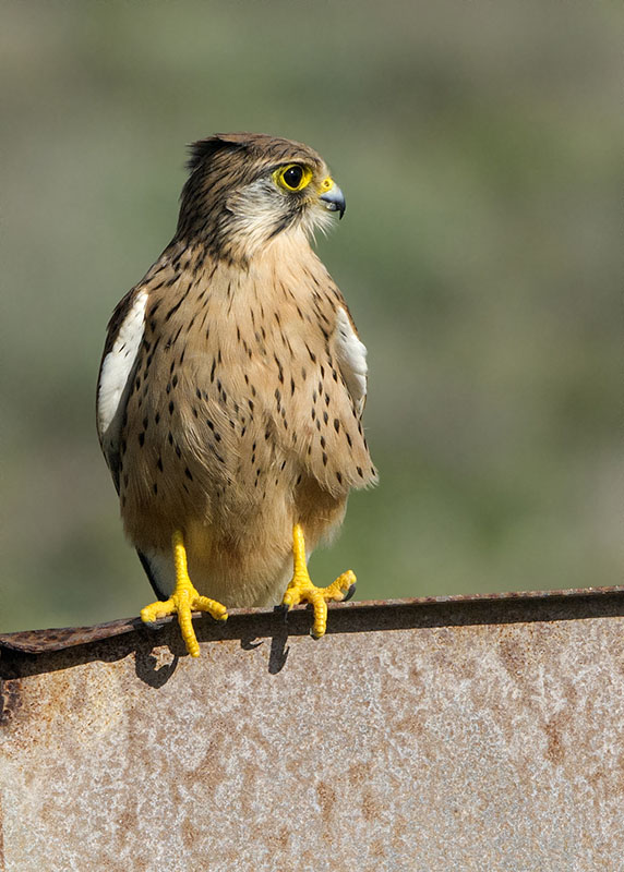 Gheppio delle Canarie orientali  Falco tinnunculus dacotiae